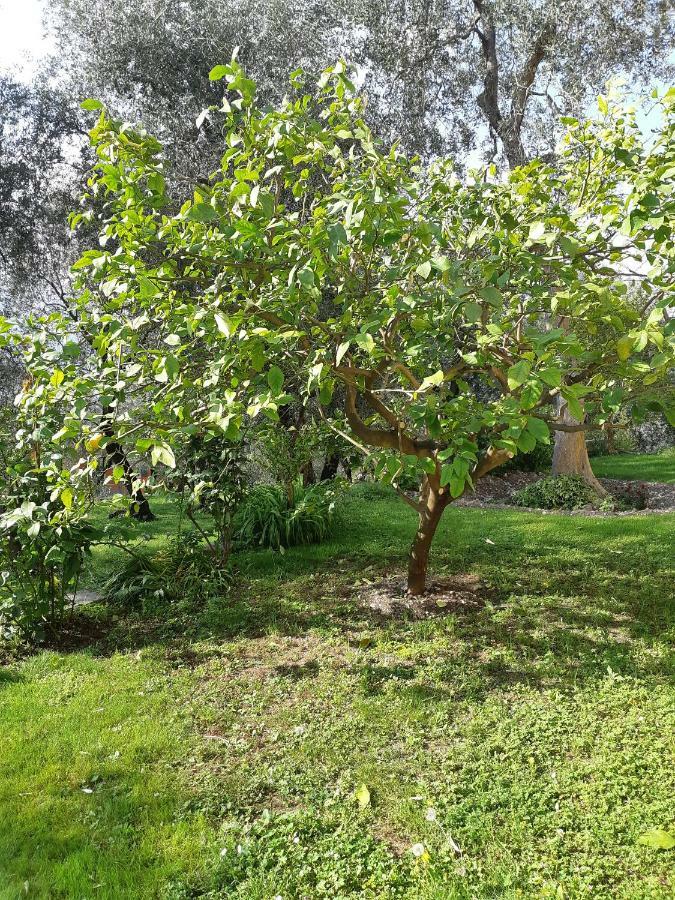 Casa Vacanze Ester Brenzone sul Garda Exterior foto